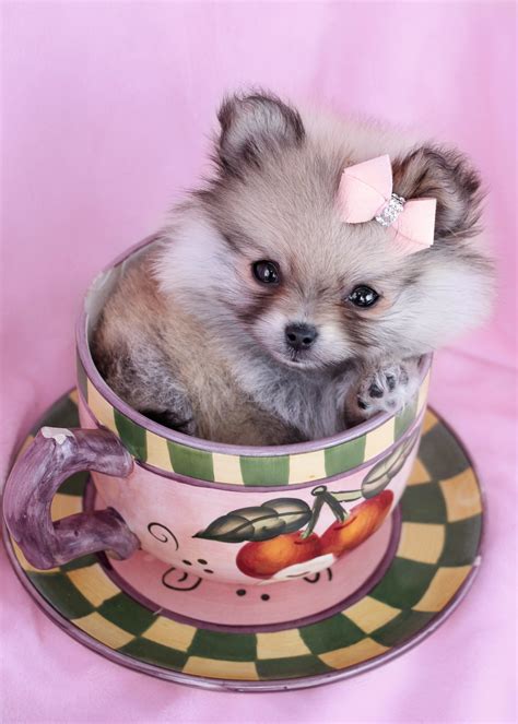 Teacup pomeranian puppies for sale - Popular breeds here at TeaCups, Puppies and Boutique include the: Yorkie, Biewer Yorkie, Pomeranian, Maltese, Chihuahua, Shih Tzu, Morkie, and French Bulldog. For information on any of our teacup puppies, toy breed puppies, or French Bulldog puppies for sale, please call the boutique at 1-954-985-8848.